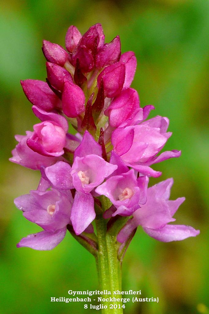 Le Nigritella endemiche delle Alpi austriache  luglio 2014